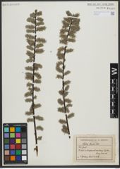Foto von Salix tristis Aiton